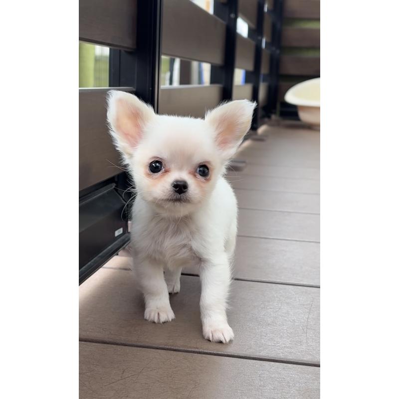 販売中の岡山県のチワワ(ロングコート)-438777の4枚目