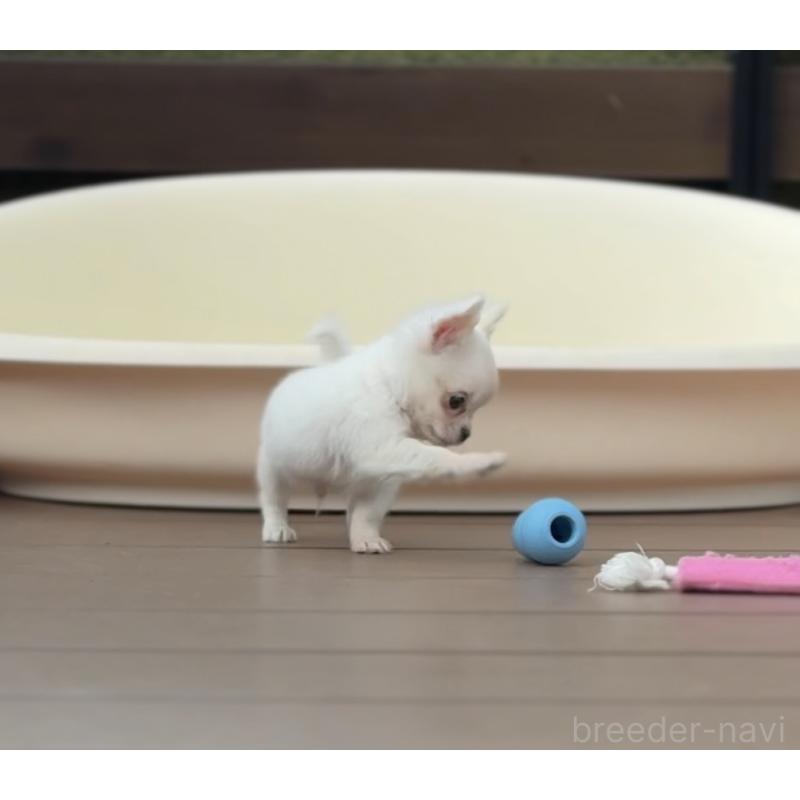 販売中の岡山県のチワワ(ロングコート)-438777の3枚目