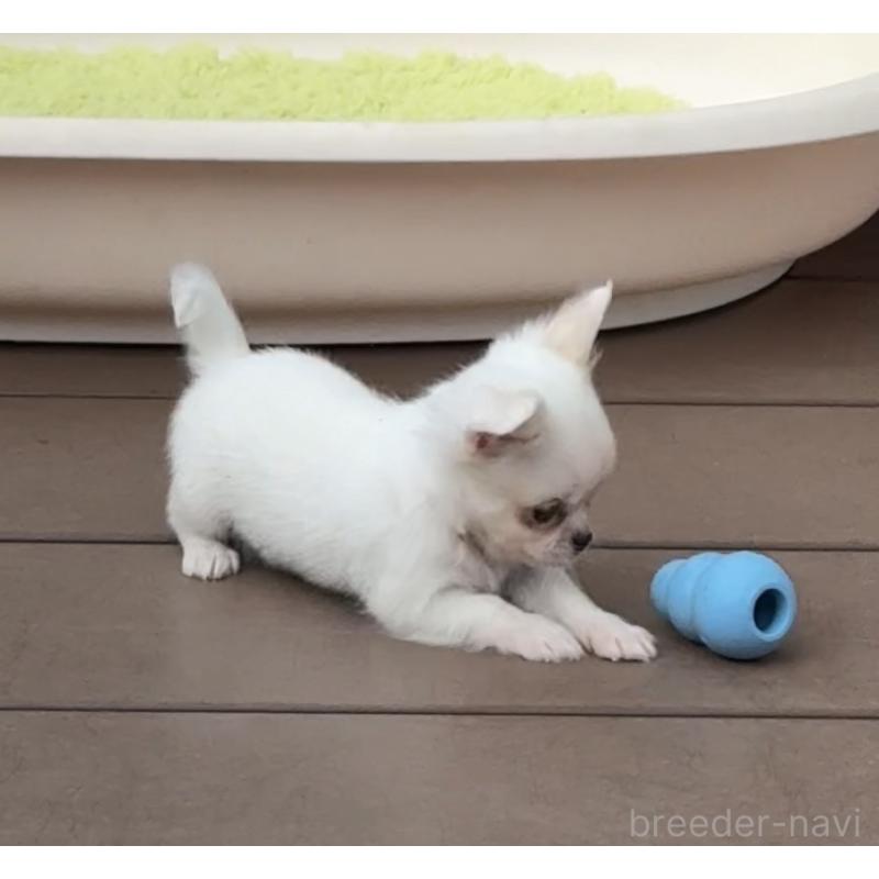 販売中の岡山県のチワワ(ロングコート)-438777の2枚目