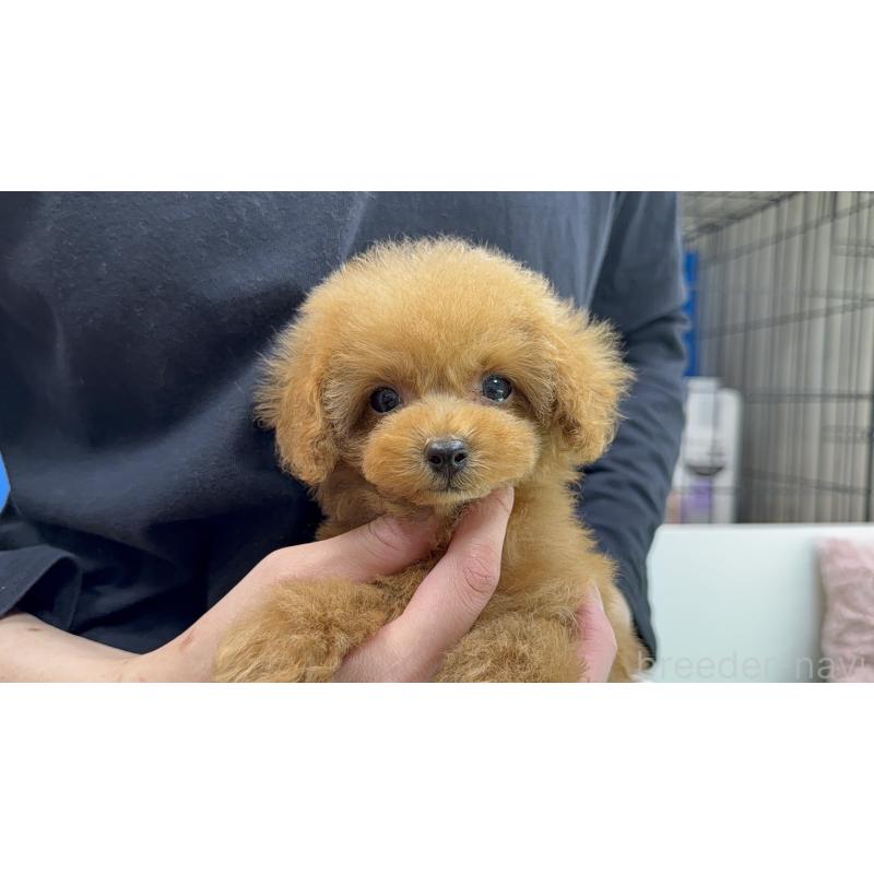 販売中の新潟県のタイニープードル-442831の5枚目