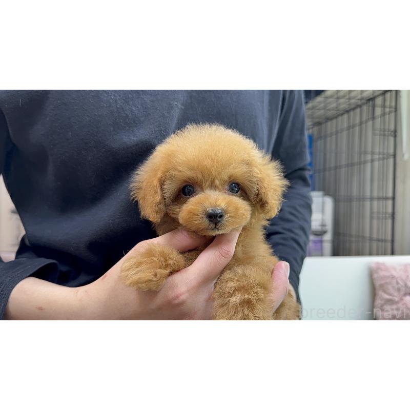 販売中の新潟県のタイニープードル-442831の3枚目