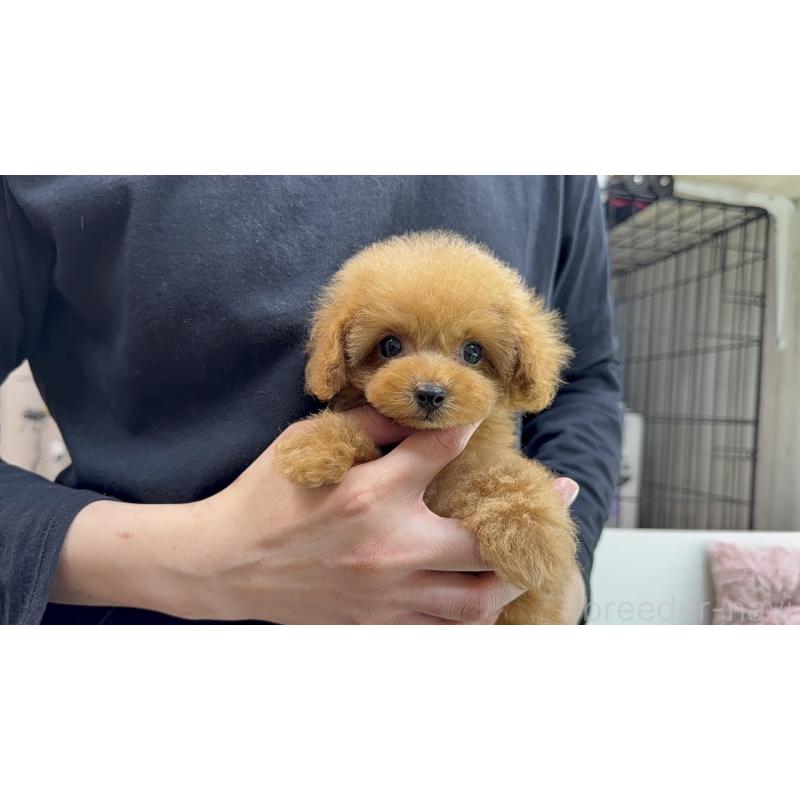 販売中の新潟県のタイニープードル-442831の2枚目