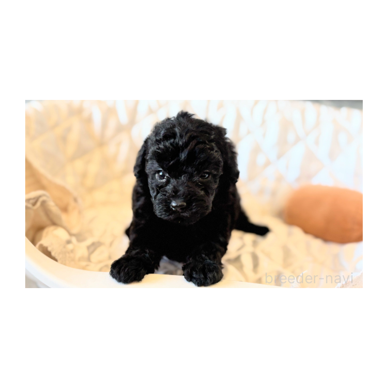 販売中の埼玉県のタイニープードル-442833の13枚目