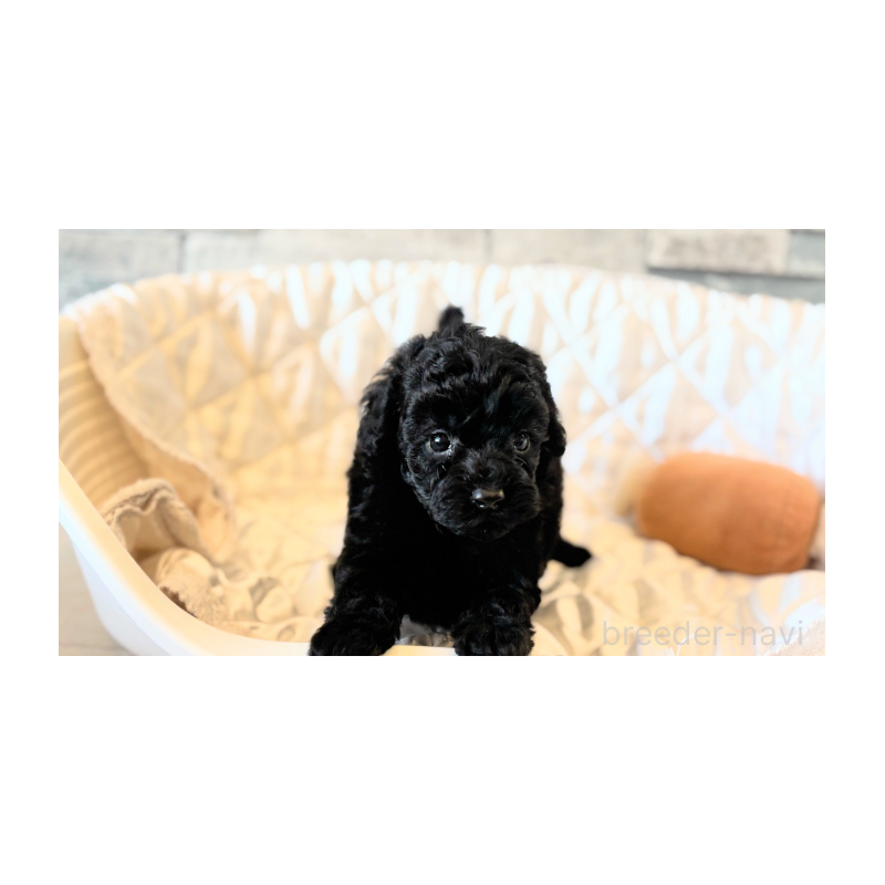 販売中の埼玉県のタイニープードル-442833の11枚目