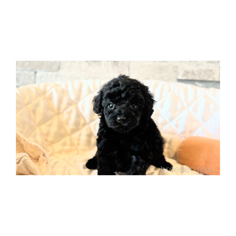 販売中の埼玉県のタイニープードル-442833の10枚目