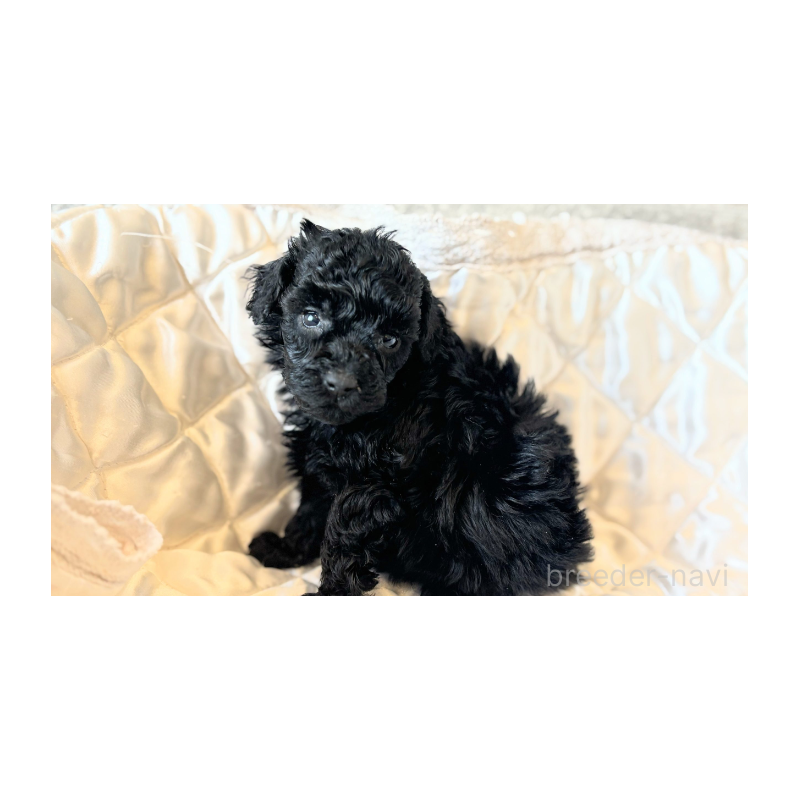 販売中の埼玉県のタイニープードル-442833の9枚目