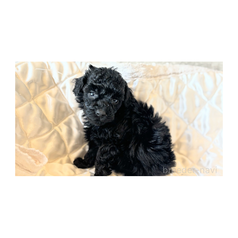 販売中の埼玉県のタイニープードル-442833の6枚目