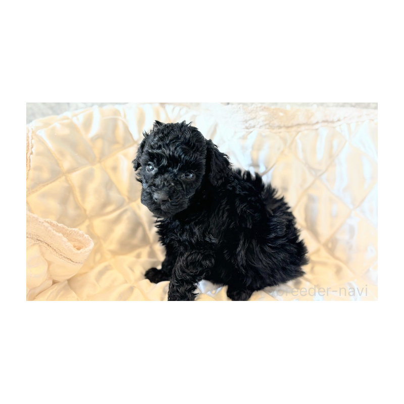 販売中の埼玉県のタイニープードル-442833の5枚目