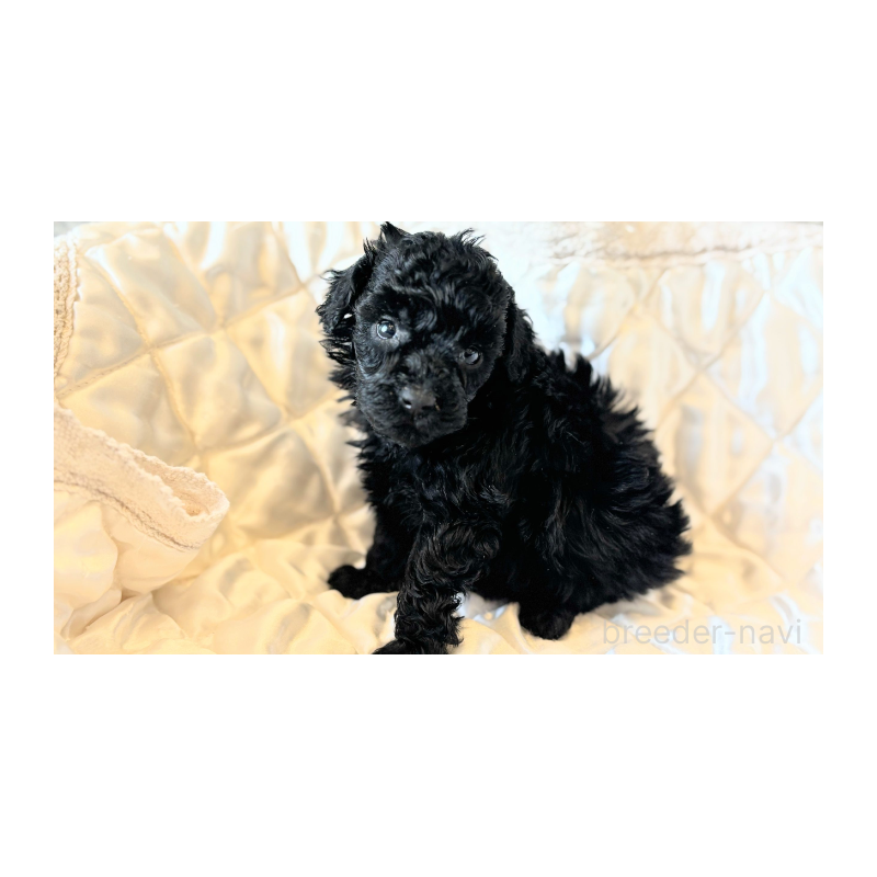 販売中の埼玉県のタイニープードル-442833の4枚目