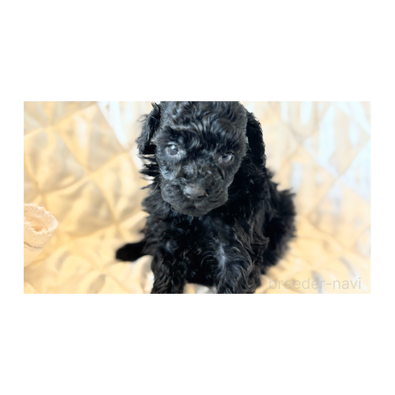 販売中の埼玉県のタイニープードル-442833の3枚目