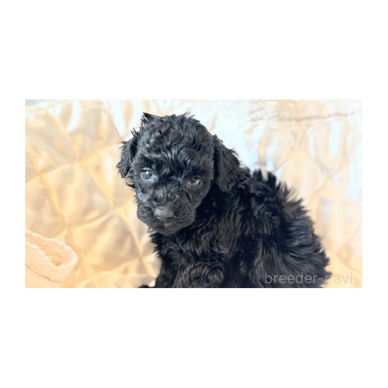 販売中の埼玉県のタイニープードル-442833の2枚目