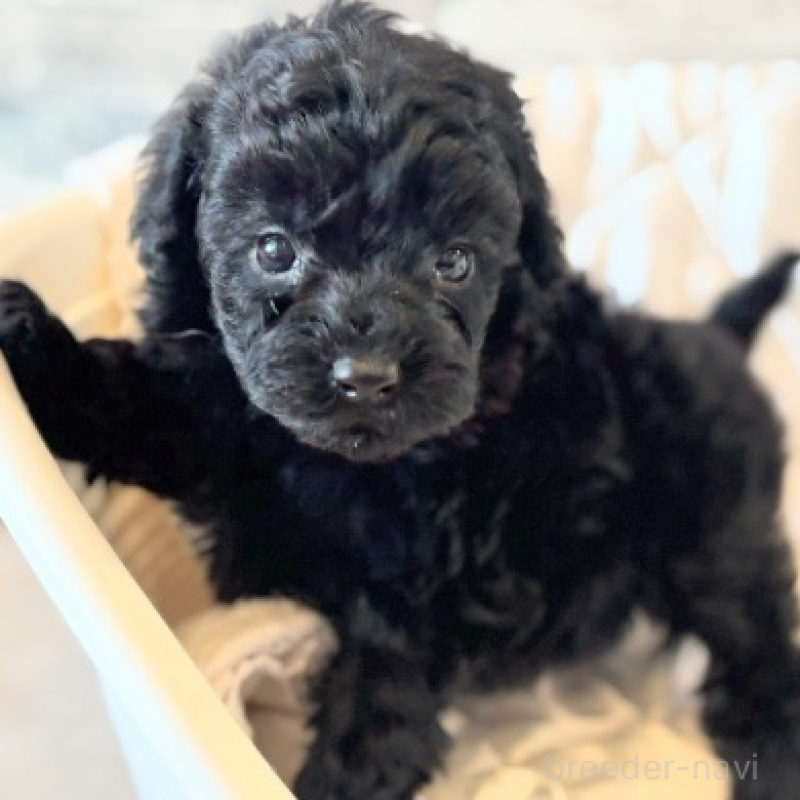 販売中の埼玉県のタイニープードル-442833