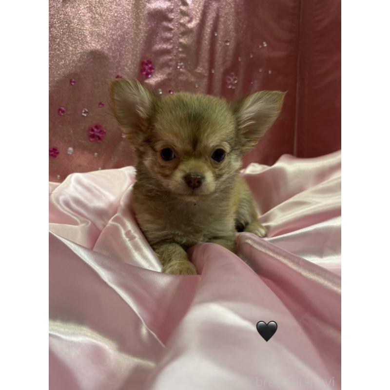 販売中の愛知県のチワワ(ロングコート)-436861の8枚目