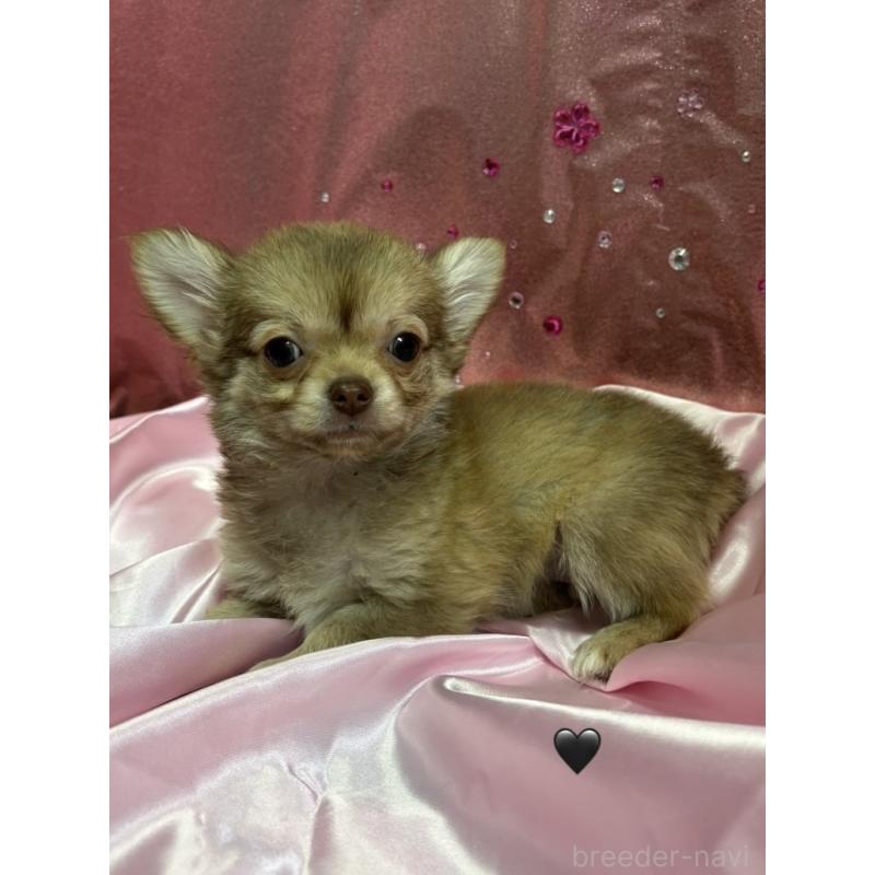 販売中の愛知県のチワワ(ロングコート)-436861の6枚目