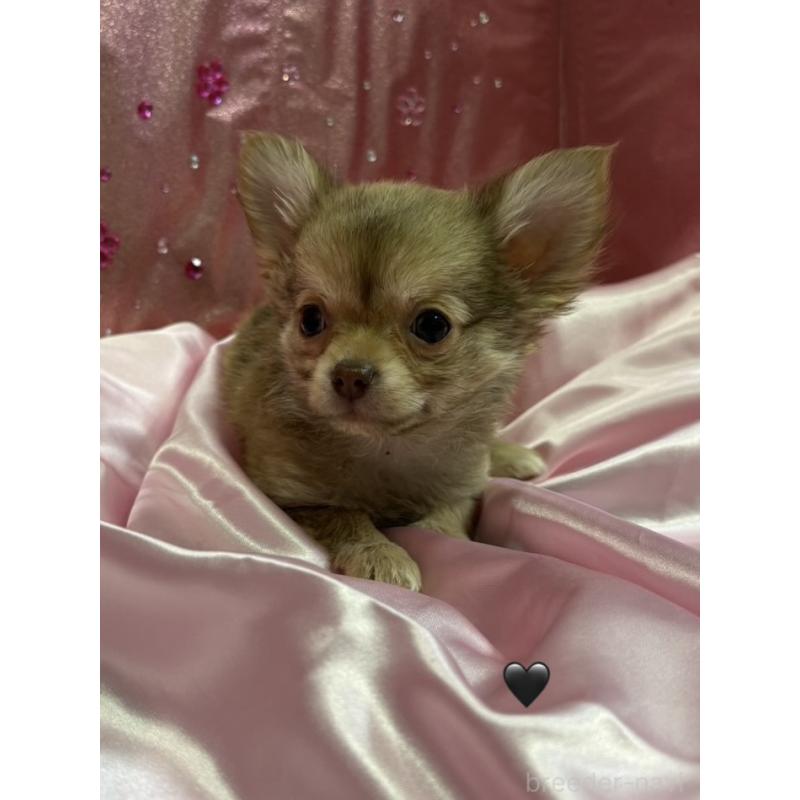 販売中の愛知県のチワワ(ロングコート)-436861の5枚目