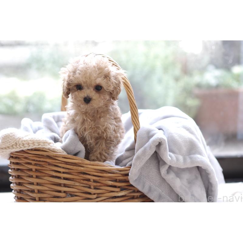 販売中の大阪府のティーカッププードル-442834の3枚目