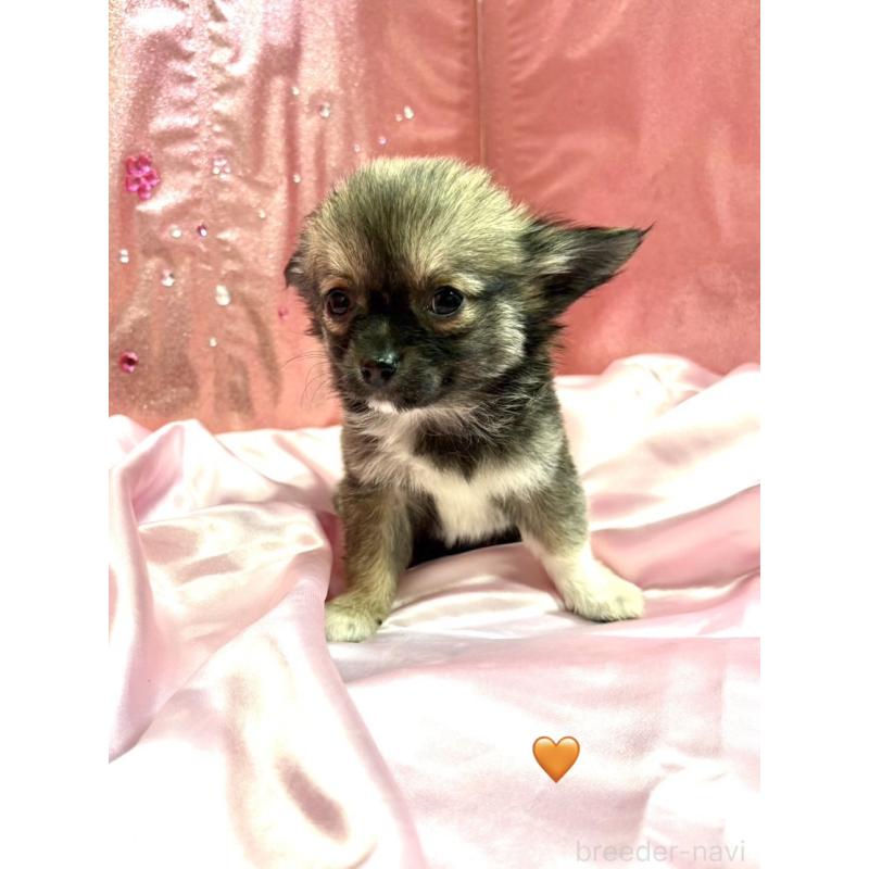 販売中の愛知県のチワワ(ロングコート)-436860の8枚目