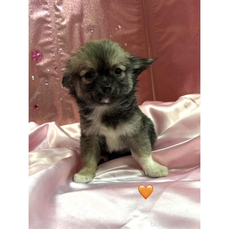 販売中の愛知県のチワワ(ロングコート)-436860の7枚目