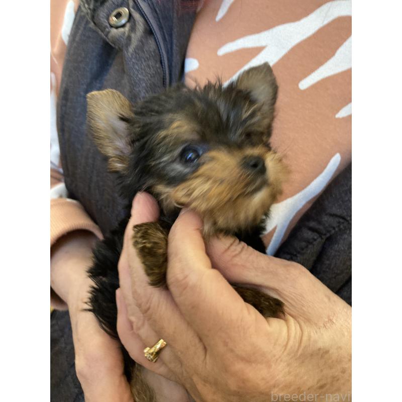 販売中の静岡県のヨークシャーテリア-442835の2枚目