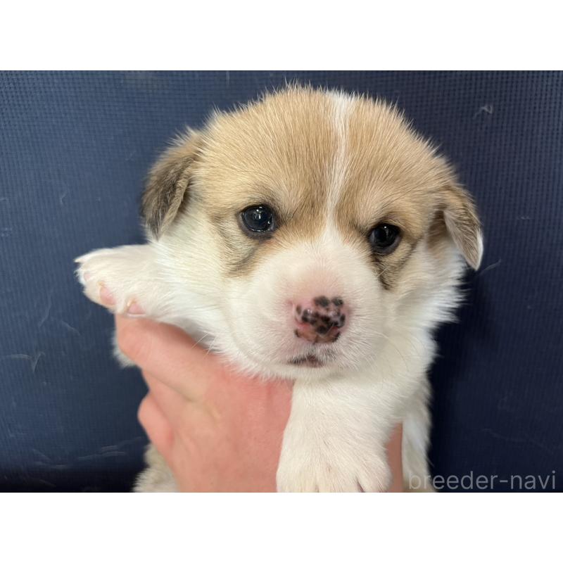 販売中の埼玉県のウェルシュコーギーペンブローク-440419の2枚目