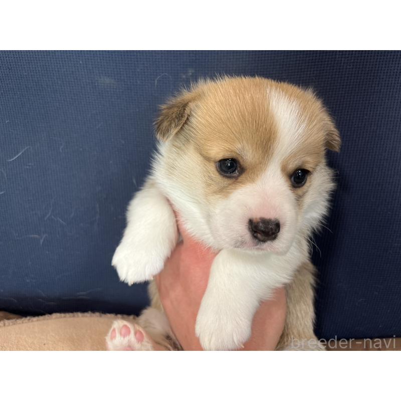 販売中の埼玉県のウェルシュコーギーペンブローク-440415の2枚目