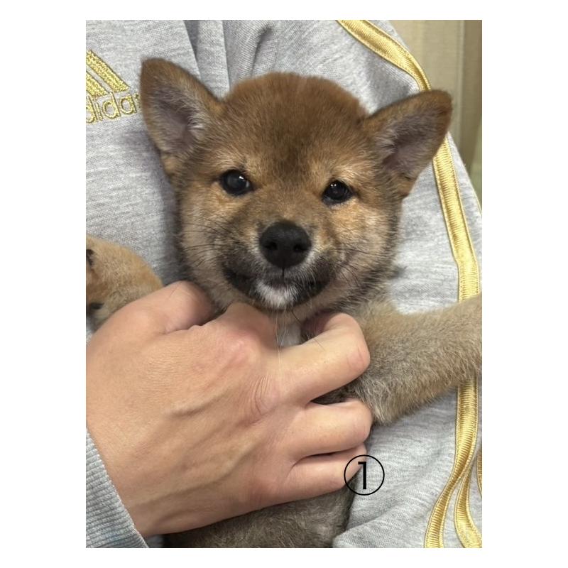 販売中の愛知県の柴犬-430894の8枚目