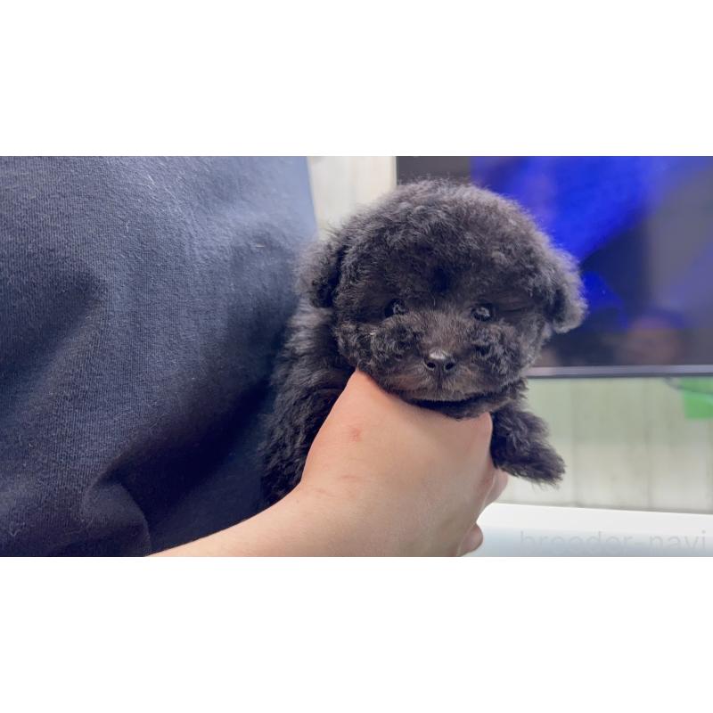 販売中の新潟県のティーカッププードル-442838の6枚目