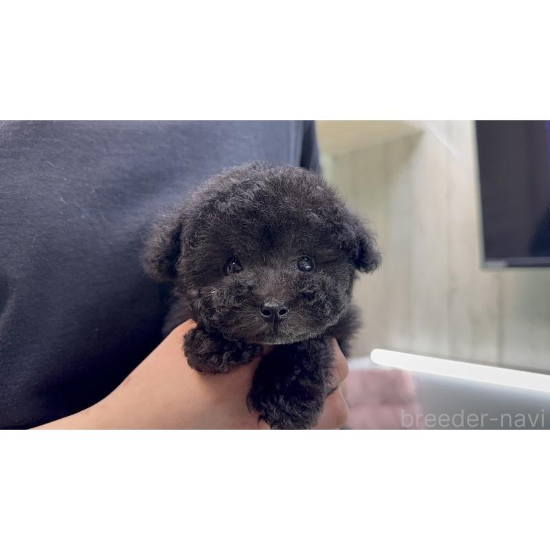 販売中の新潟県のティーカッププードル-442838の5枚目