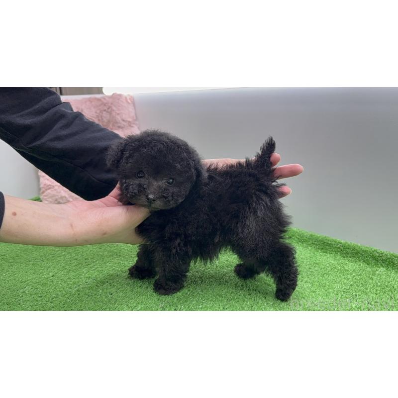 販売中の新潟県のティーカッププードル-442838の3枚目