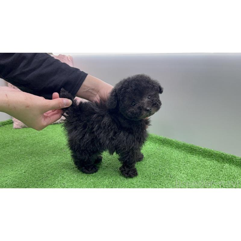 販売中の新潟県のティーカッププードル-442838の2枚目