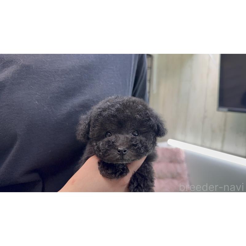 販売中の東京都のティーカッププードル-442839の5枚目