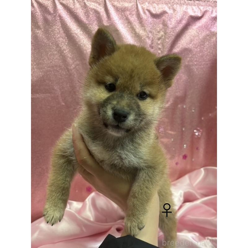 販売中の愛知県の柴犬-436031の4枚目