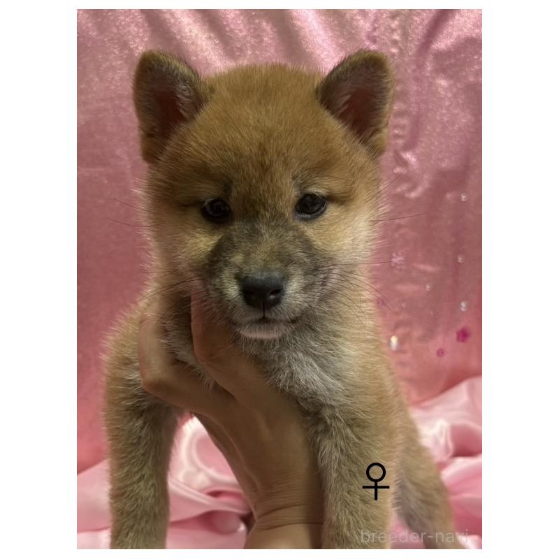 販売中の愛知県の柴犬-436031の3枚目