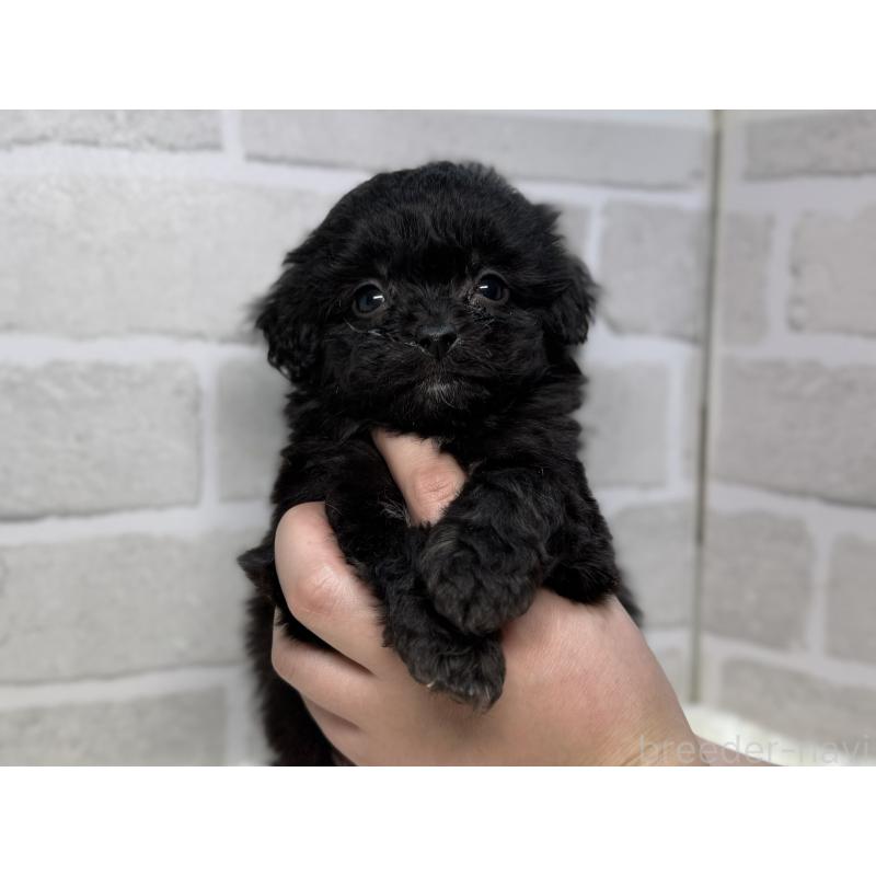 販売中の熊本県のミックス犬-439451