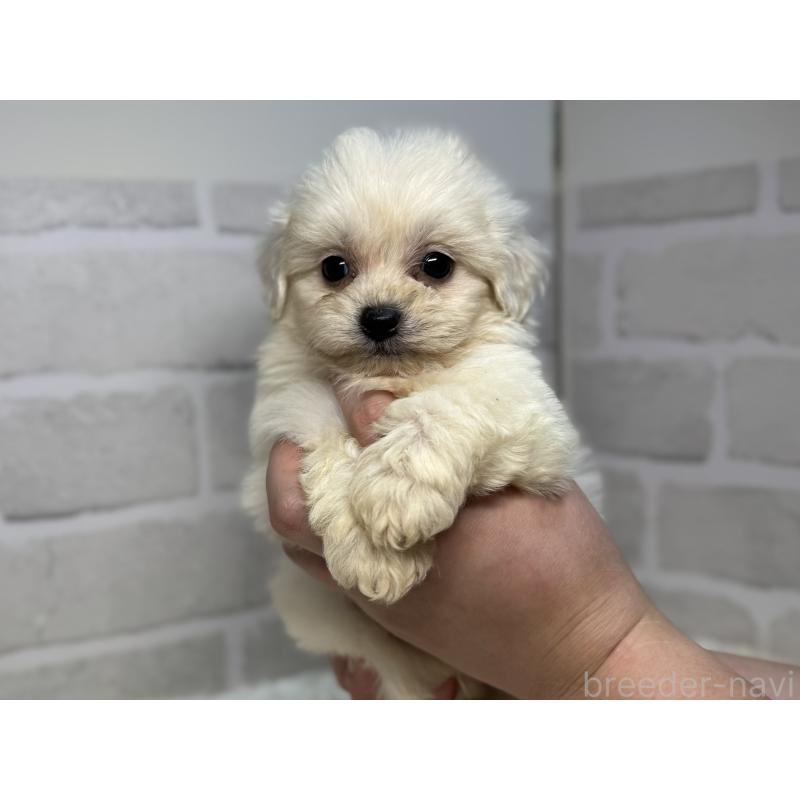 販売中の熊本県のミックス犬-439452