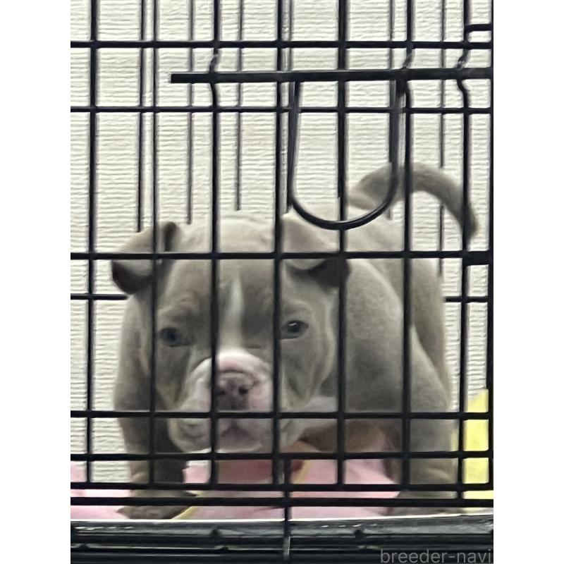 販売中の大阪府のエキゾチックブリー-435037