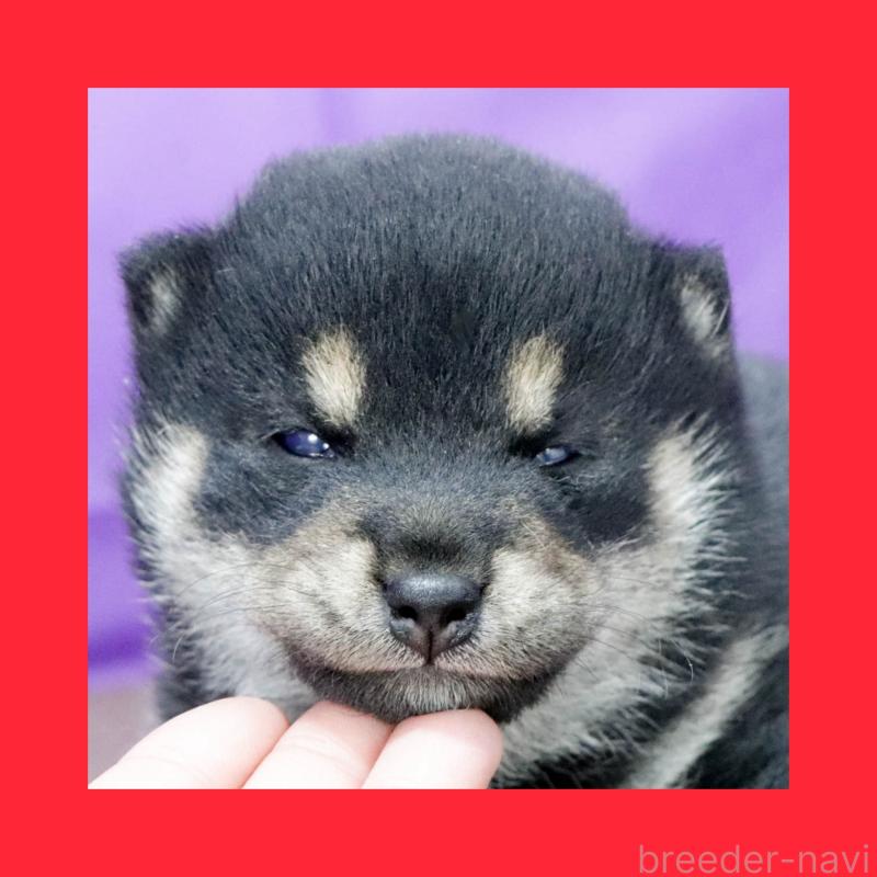 販売中の愛知県の柴犬-441290