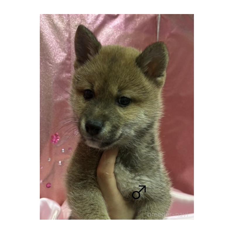 販売中の愛知県の柴犬-436030の5枚目