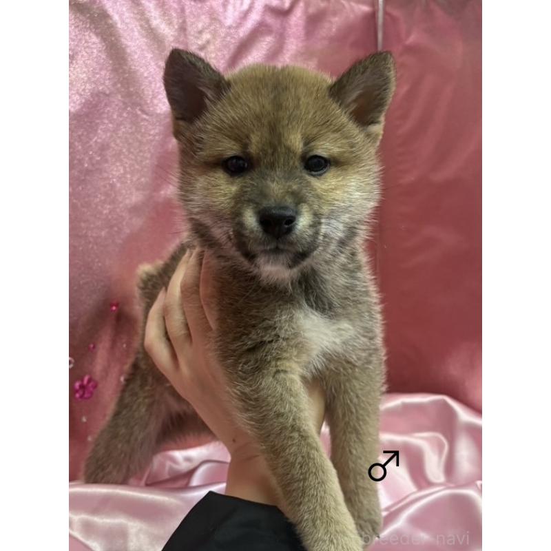 販売中の愛知県の柴犬-436030の3枚目