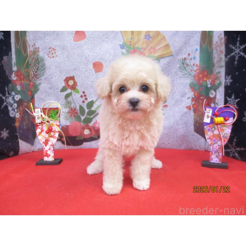 販売中の鳥取県のマルプー:マルチーズ×トイプードル-442843の3枚目