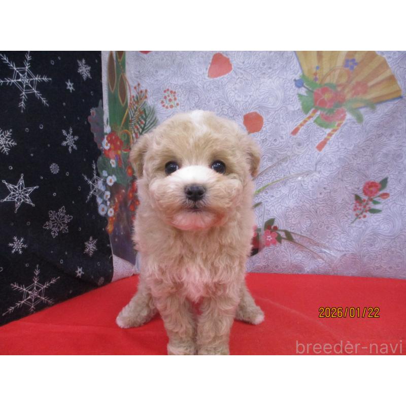 販売中の鳥取県のマルプー:マルチーズ×トイプードル-442844の3枚目