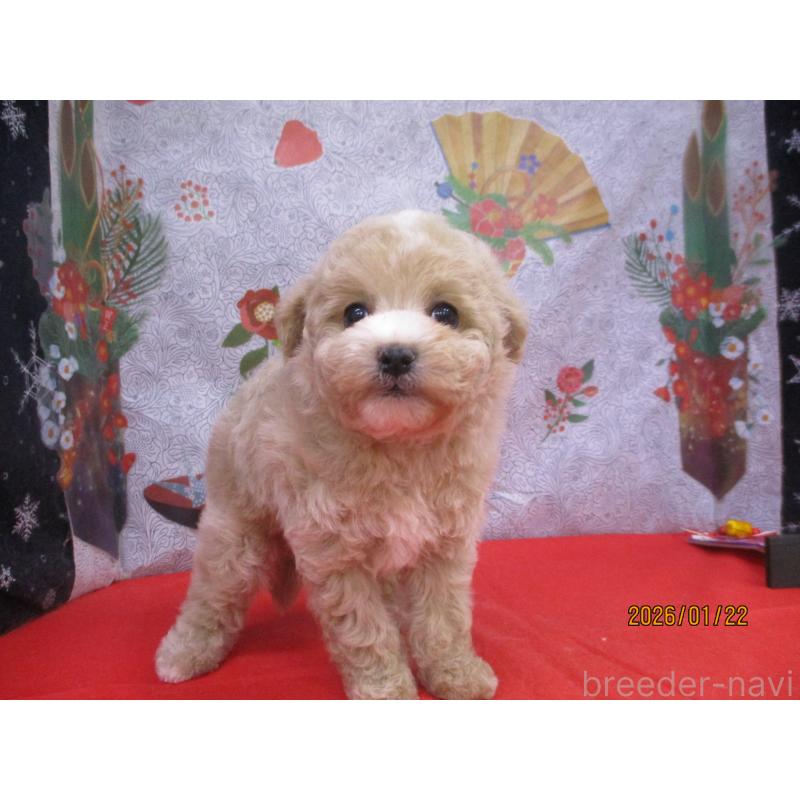 販売中の鳥取県のマルプー:マルチーズ×トイプードル-442844の2枚目
