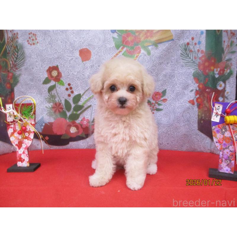 販売中の鳥取県のマルプー:マルチーズ×トイプードル-442843の2枚目