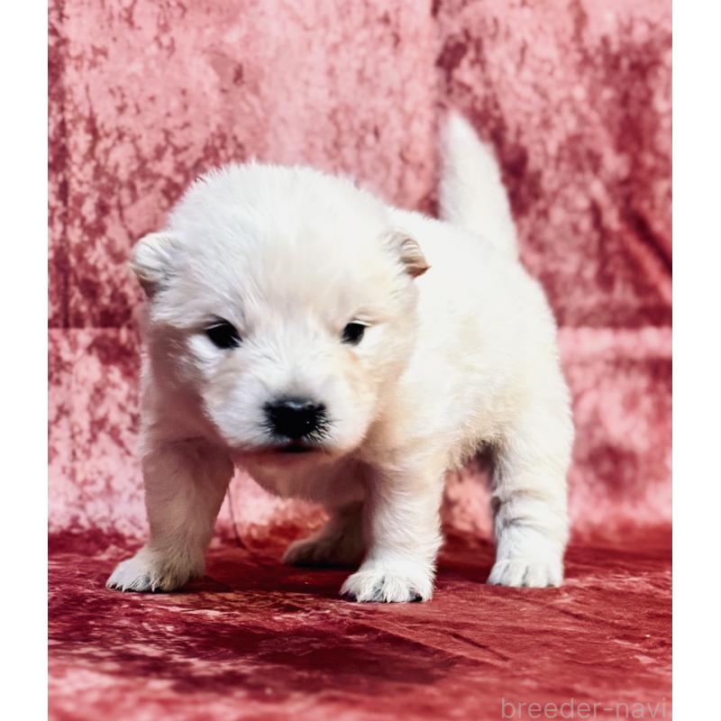 販売中の埼玉県のサモエド-442846の8枚目