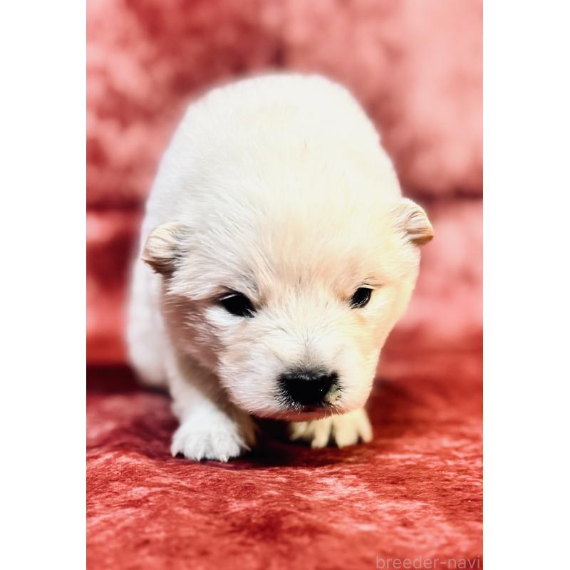 販売中の埼玉県のサモエド-442846の7枚目