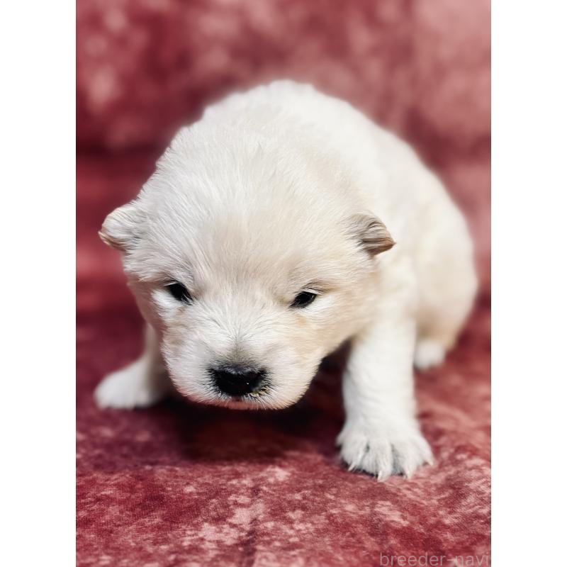 販売中の埼玉県のサモエド-442846の6枚目