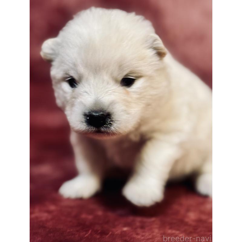 販売中の埼玉県のサモエド-442846の5枚目