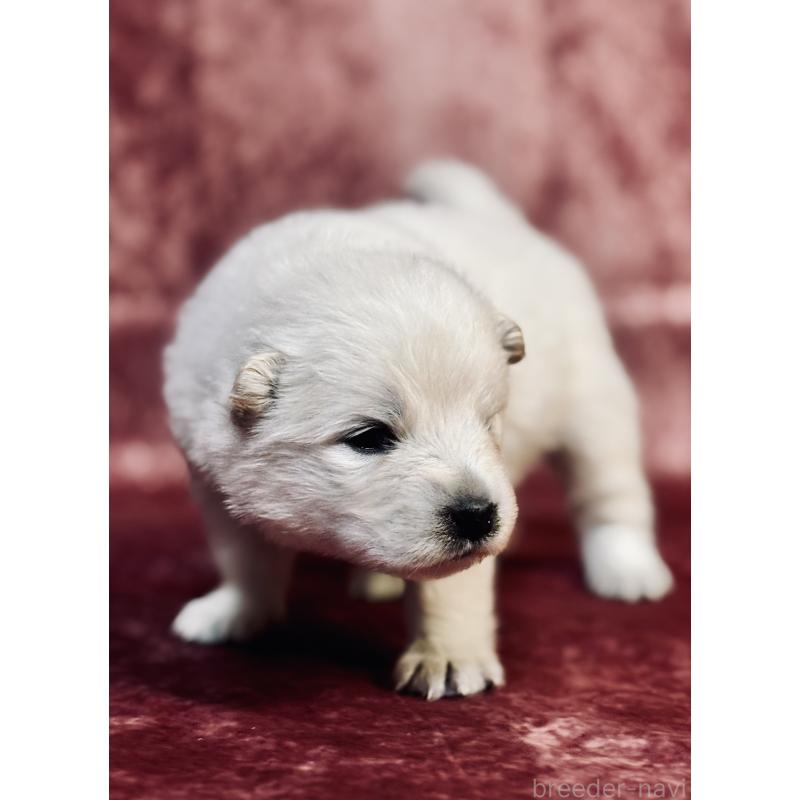 販売中の埼玉県のサモエド-442846の3枚目