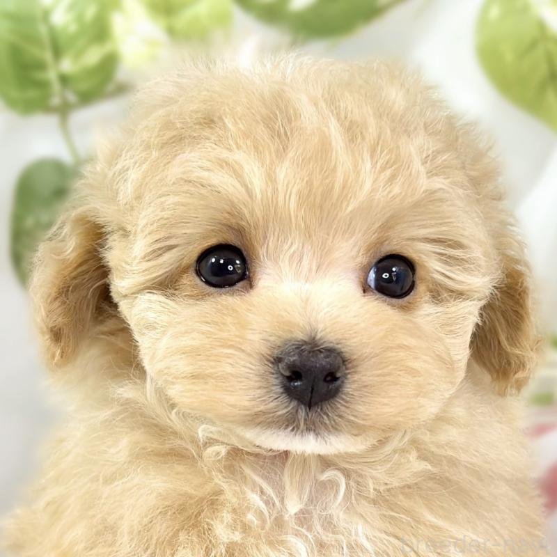 販売中の滋賀県のマルプー:マルチーズ×トイプードル-441154