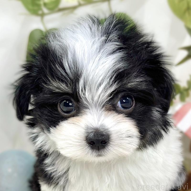 販売中の滋賀県のチワマル:チワワ×マルチーズ-441159